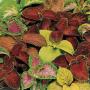 Seminte profesionale Coleus blumei - Urzicuta - imagine 48866